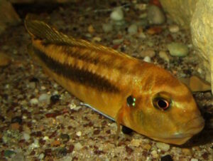 Pseudotropheus interruptus 'Machili Island'